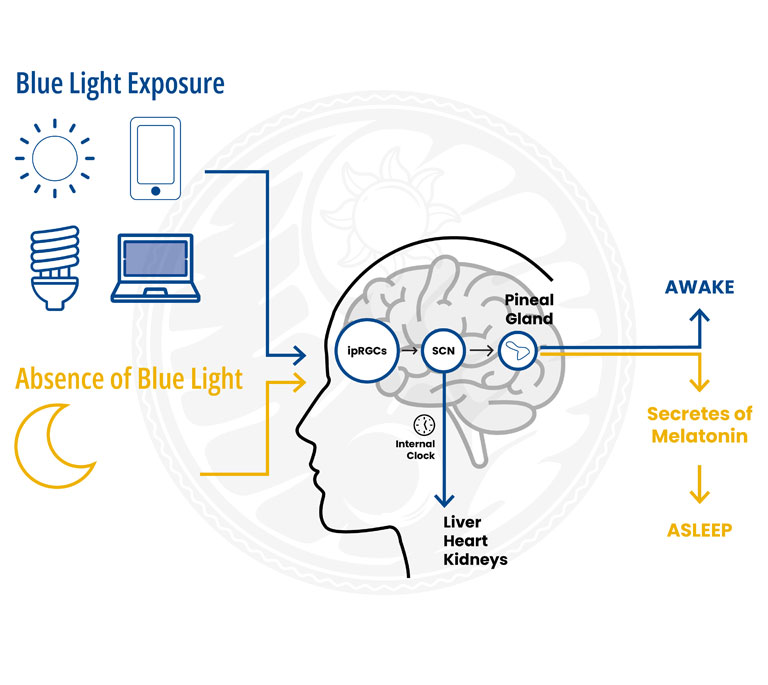 How blue light suppresses melatonin via ipRGCs, SCN and the pineal gland